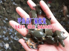 優(yōu)質(zhì)草龜,陸龜,水龜,外塘龜,云南草龜銷售批發(fā)供應(yīng)商圖1
