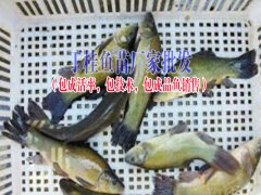 中華鱘魚苗哪里有銷售|叉尾魚價(jià)格|叉尾魚苗批發(fā)圖1