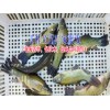 中華鱘魚苗哪里有銷售|叉尾魚價格|叉尾魚苗批發(fā)