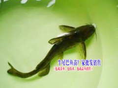 中華鱘魚苗哪里有銷售|叉尾魚價(jià)格|叉尾魚苗批發(fā)圖2