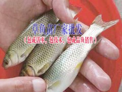 叉尾魚價格|叉尾魚苗批發(fā)◆ 草龜、蘇卡達龜、佛龜養(yǎng)殖技術(shù)圖1