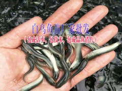 叉尾魚價格|叉尾魚苗批發(fā)◆ 草龜、蘇卡達龜、佛龜養(yǎng)殖技術(shù)圖3