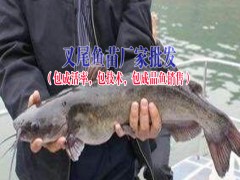 叉尾魚(yú)價(jià)格|黃辣丁魚(yú)價(jià)格@ 鱸魚(yú)苗價(jià)格◆鱸魚(yú)多少錢(qián)一斤圖2