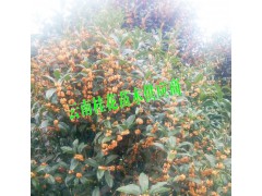 1米以上桂花樹哪里有銷售#1米以上桂花樹哪里有銷售圖1