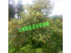 桂花多少錢一株#桂花銷售價(jià)格是多少圖1