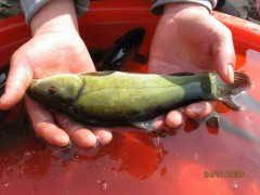 丁桂魚價格#丁桂魚苗多少錢一條？圖3
