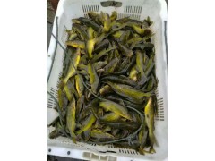 6公分花骨魚苗多少錢一尾？圖3