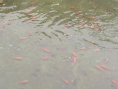 叉尾魚苗、丁桂魚魚苗、溝鯰魚苗6公分的什么價？圖2