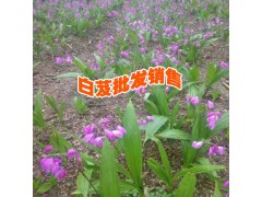 楚雄騰烊中草藥種植有限公司產(chǎn)品信息網(wǎng)圖1