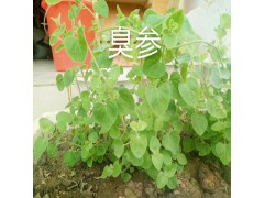 楚雄/大理白芨/臭參/馬蹄香藥材哪里有銷售？圖1