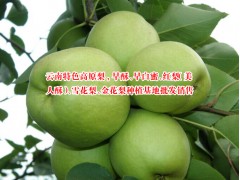 中國(guó)云南早酥梨供應(yīng)/早酥梨批發(fā)采購(gòu)信息圖2