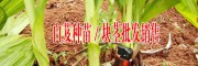 白及種植技術指導,種子批發(fā),種苗繁育