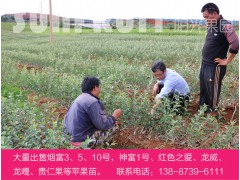 大量出售煙富神富1號(hào)、紅色之愛(ài)、龍威、龍噶、貴仁果等蘋果苗圖2
