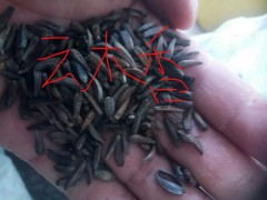 云南木香,云當(dāng)歸桔梗種子多少錢#麗江優(yōu)質(zhì)中藥材種子有哪些?圖2