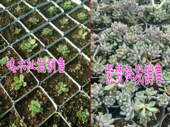 多肉植物哪里報價低Z&多肉批發(fā)哪里便宜@圖3