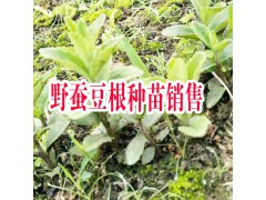 云南哪里野蠶豆根種苗銷(xiāo)售| 產(chǎn)地紅河野蠶豆根批發(fā)基地|圖1