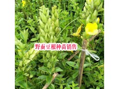 云南哪里野蠶豆根種苗銷(xiāo)售| 產(chǎn)地紅河野蠶豆根批發(fā)基地|圖2