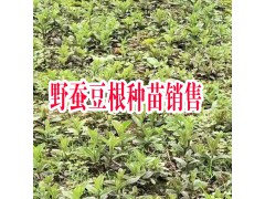 云南哪里野蠶豆根種苗銷(xiāo)售| 產(chǎn)地紅河野蠶豆根批發(fā)基地|圖3