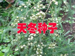 天冬種子是什么？今年天冬種子價格如何圖1