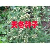 天冬種子是什么？今年天冬種子價(jià)格如何