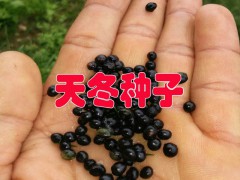 天冬種子是什么？今年天冬種子價格如何圖3
