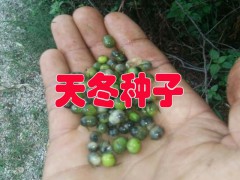 天冬種子多少錢#天冬種子批發(fā)公司*天冬種子合作社圖2