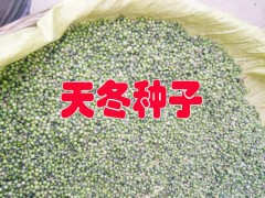 天冬種子多少錢#天冬種子批發(fā)公司*天冬種子合作社圖3