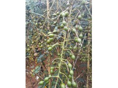 山豆根畝產(chǎn)利潤(rùn)是多少|(zhì)云南山豆根種子價(jià)格圖2