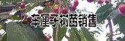車?yán)遄用缗l(fā)價(jià)格(早大果，美早，黑珍珠，紅燈品種)