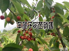 車厘子樹苗新品種批發(fā)多少一棵圖3