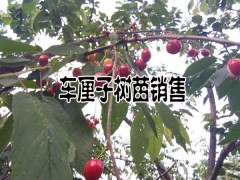 車厘子水果種植技術(shù)資料和注意事項圖1