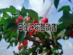 車厘子水果種植技術(shù)資料和注意事項圖3