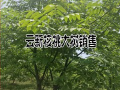 云南云新核桃大樹哪里有銷售#云新核桃大樹哪里賣？圖2