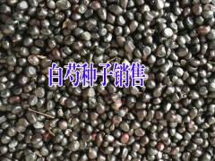 白芍種子多少錢？圖1