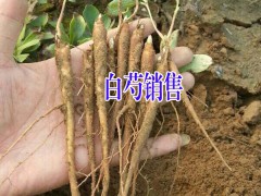白芷種子多少錢？圖3