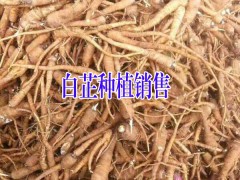 白芷種子/四川白芷種子多少錢？云南白芷哪里有銷售？圖2