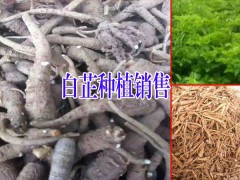 白芷種子/四川白芷種子多少錢？云南白芷哪里有銷售？圖3