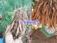 四川哪里有天冬銷售批發(fā)#云南天冬銷售供應商圖2