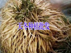 四川哪里有天冬銷售批發(fā)#云南天冬銷售供應商圖3
