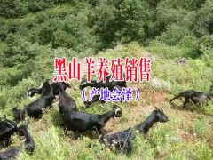 云南養(yǎng)30只黑山羊要多少錢|云南會(huì)澤哪里有黑山羊出售圖2