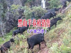 云南養(yǎng)30只黑山羊要多少錢|云南會(huì)澤哪里有黑山羊出售圖3