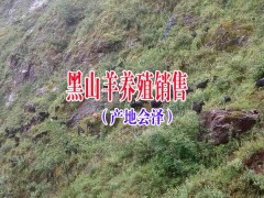 黑山羊多少錢一斤2017|黑山羊價格多少錢一斤圖1