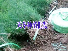 天冬種植戶銷(xiāo)售優(yōu)質(zhì)種子(苗)圖3
