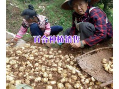 大理核桃哪家的好%農(nóng)戶自產(chǎn)自銷核桃價格（批發(fā)）圖1