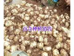 大理核桃哪家的好%農(nóng)戶自產(chǎn)自銷核桃價格（批發(fā)）圖2