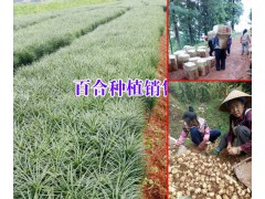 大理云龍白合種植基地（食用百合）介紹*適合云南種植的百合種子圖1