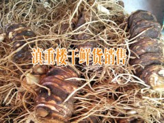 普洱重樓品種#普洱鎮(zhèn)沅滇重樓銷售批發(fā)供應(yīng)商圖2