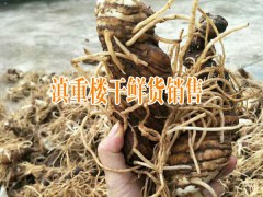 出售滇重樓種子_優(yōu)質重樓種子批發(fā)供應商_公司銷售重樓種圖3