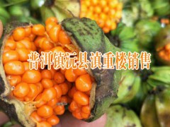 景東 墨江 孟連 瀾滄滇重樓種子,干貨,鮮貨供應(yīng)商(附圖)圖1