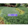 師宗百合種植基地_百合種植批發(fā)銷售合作社